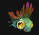 Big-eyed fish