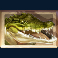 Crocodile