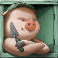 Green Pig