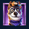 Purple Dog
