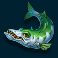 Barracuda