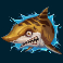 Leopard Shark