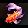 pearl beauty hold and win koi symbol