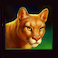 Cougar