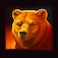 Grizzly Bear