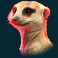 Meerkat