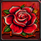 Red Rose