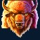 Buffalo