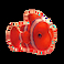 Clown Fish