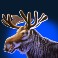 Moose