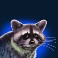Racoon