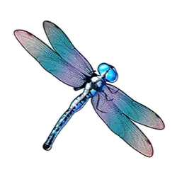 symbol dragonfly big bass bonanza slot