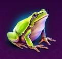 symbol frog dragon bond slot
