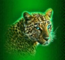 symbol leopard epic ape slot