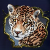 symbol leopard secrets of the amazon slot
