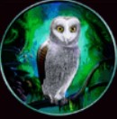 symbol owl panther moon slot