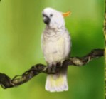 symbol parrot secrets of amazon slot