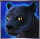 symbol wild panther moon slot